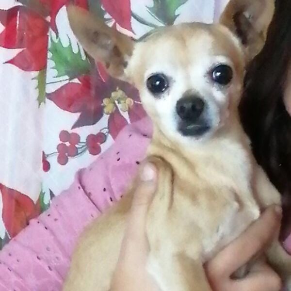 cartel de perro encontrado