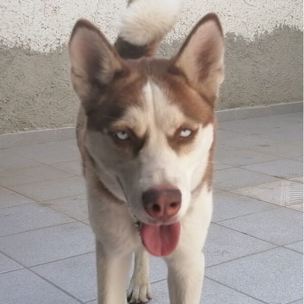 cartel de perro encontrado