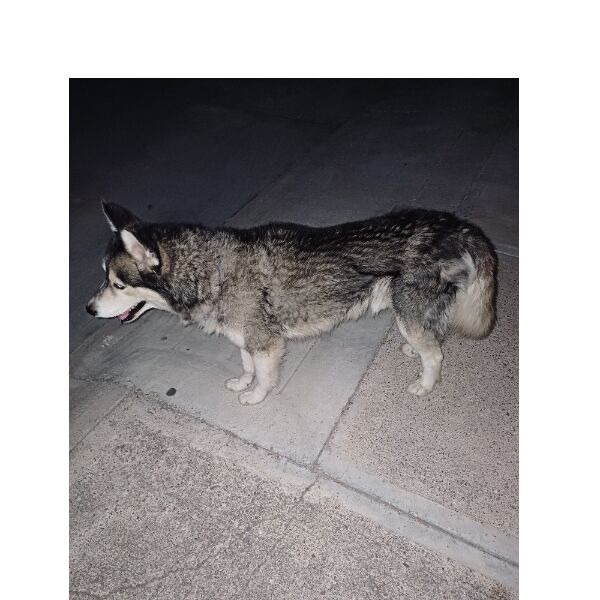 cartel de perro encontrado