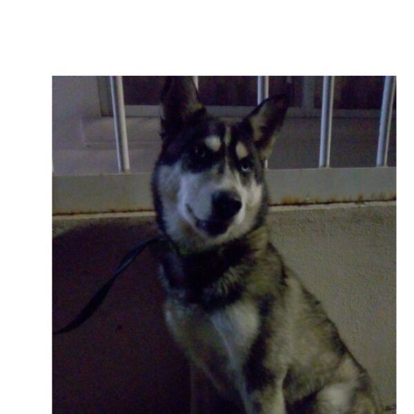 cartel de perro encontrado