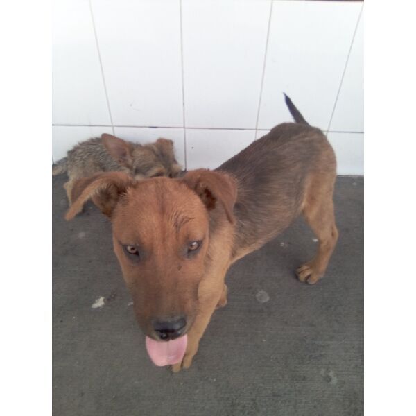 cartel de perro encontrado