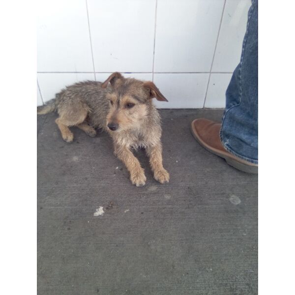 cartel de perro encontrado