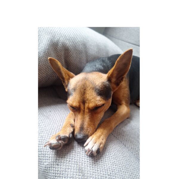 cartel de perro encontrado