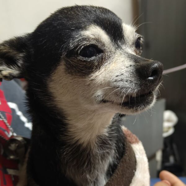 cartel de perro encontrado