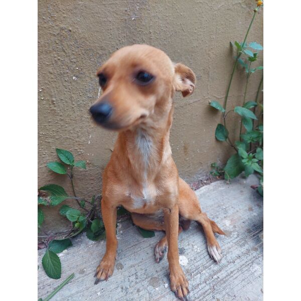 cartel de perro encontrado