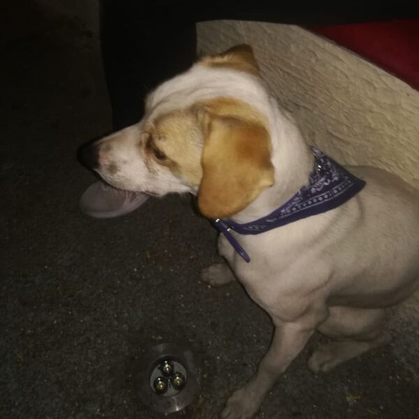 cartel de perro encontrado