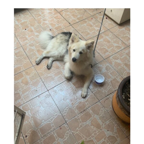 cartel de perro encontrado