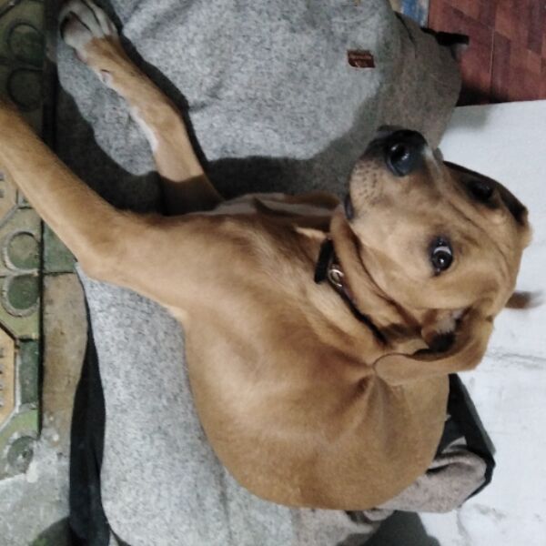 cartel de perro encontrado