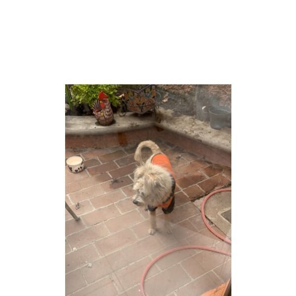 cartel de perro encontrado