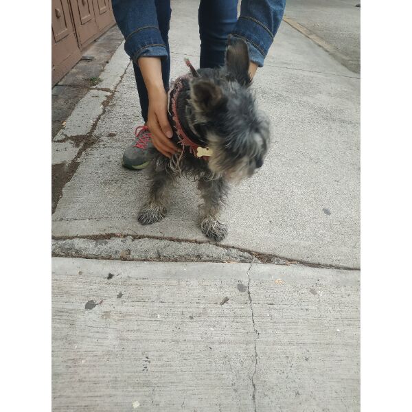 cartel de perro encontrado