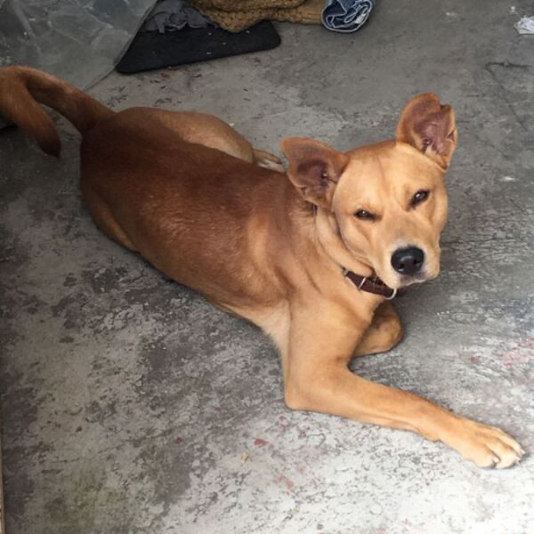 cartel de perro encontrado