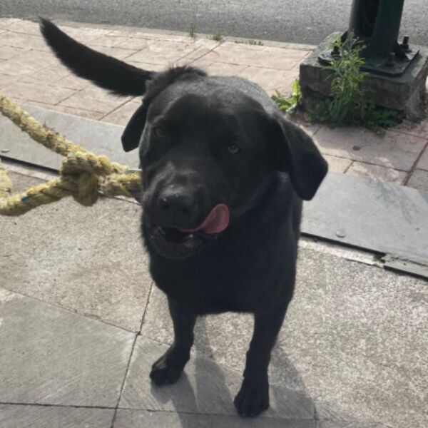 cartel de perro encontrado