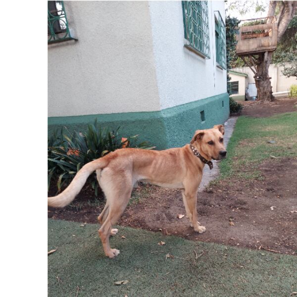 cartel de perro encontrado