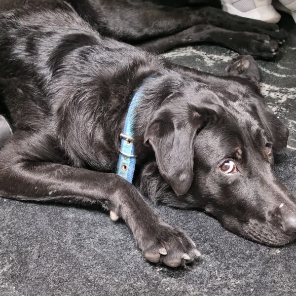 cartel de perro encontrado