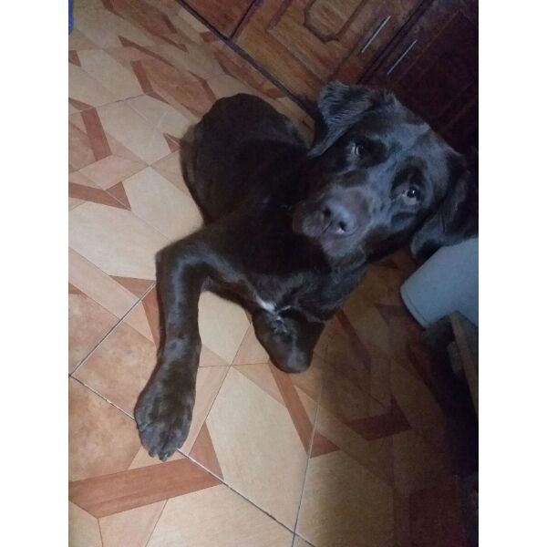 cartel de perro encontrado