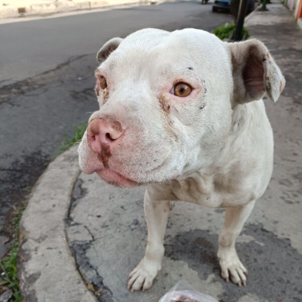 cartel de perro encontrado