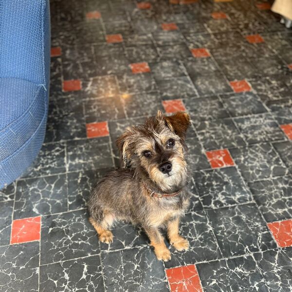 cartel de perro encontrado