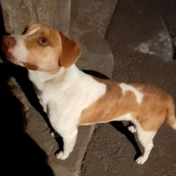 cartel de perro encontrado