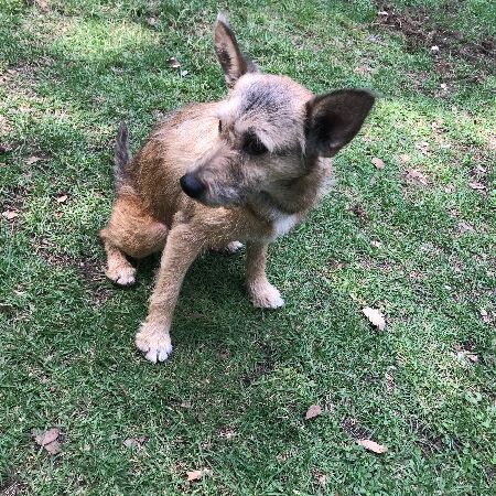 cartel de perro encontrado