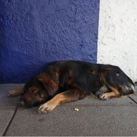 cartel de perro encontrado