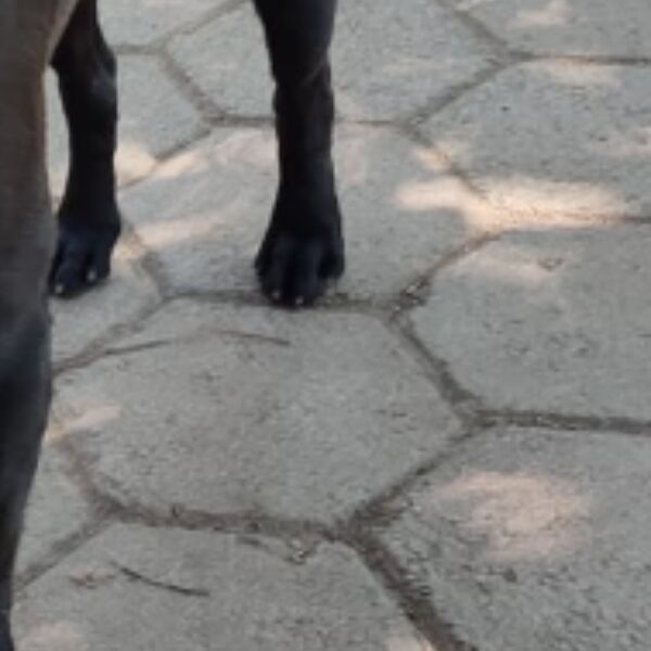 cartel de perro encontrado