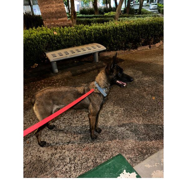 cartel de perro encontrado