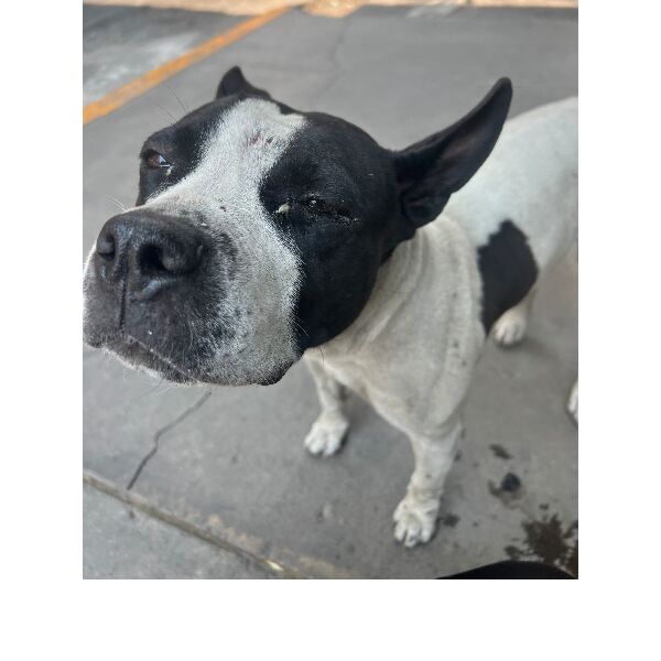 cartel de perro encontrado