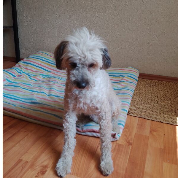 cartel de perro encontrado