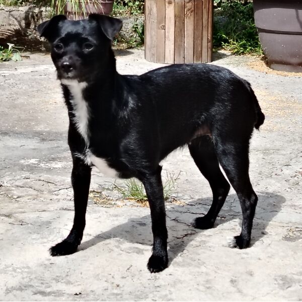 cartel de perro encontrado