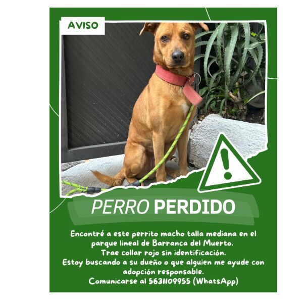 cartel de perro encontrado