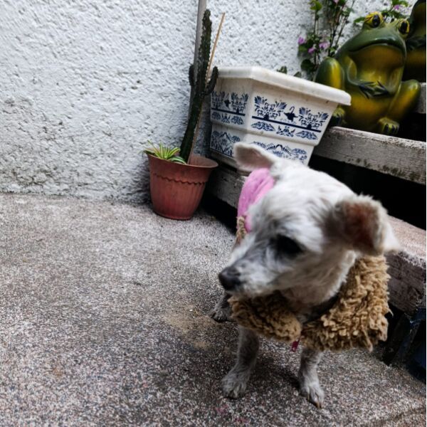 cartel de perro encontrado