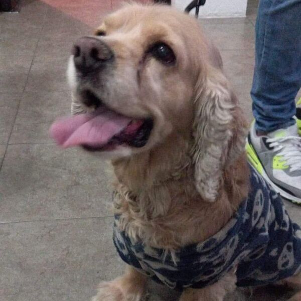 cartel de perro encontrado