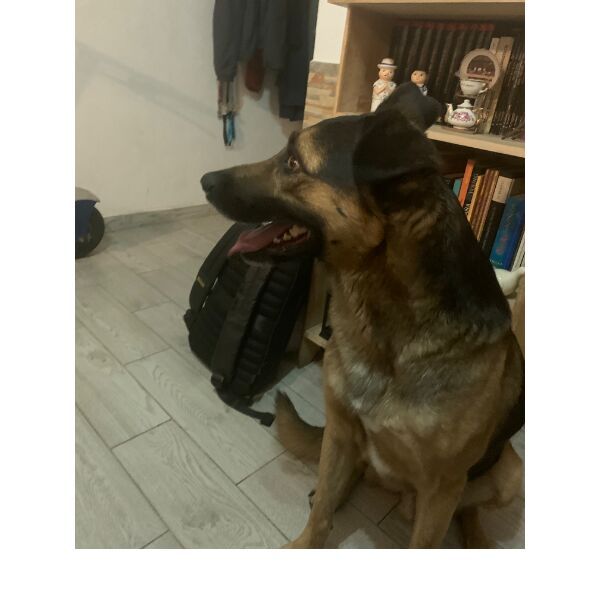 cartel de perro encontrado