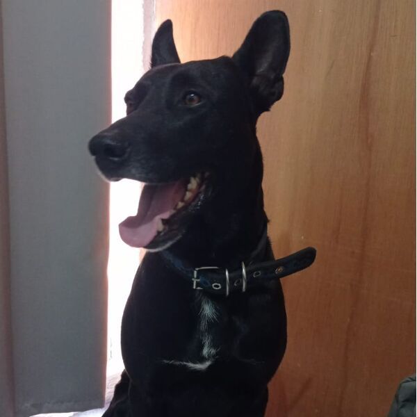 cartel de perro encontrado