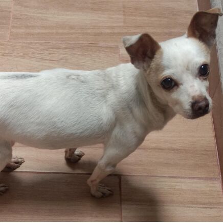 cartel de perro encontrado