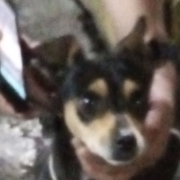 cartel de perro encontrado