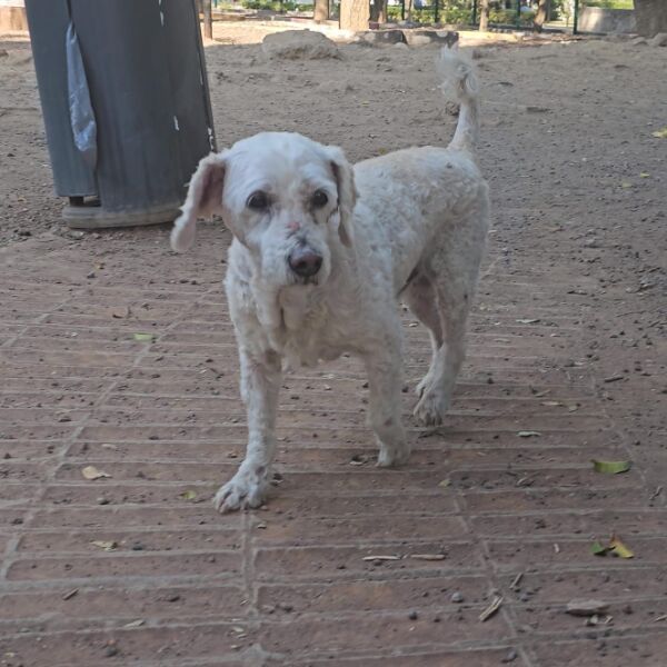 cartel de perro encontrado