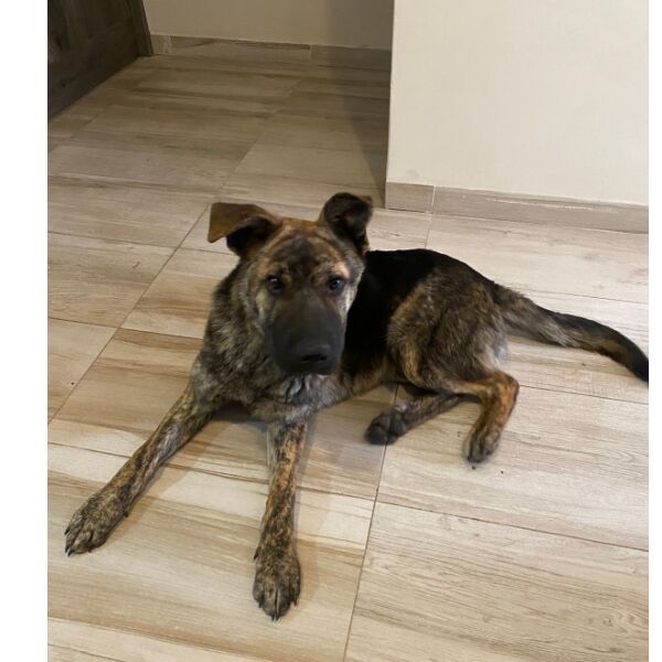 cartel de perro encontrado