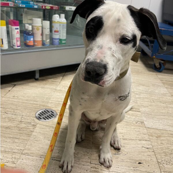 cartel de perro encontrado