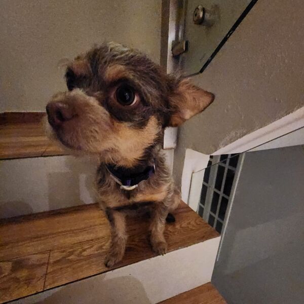 cartel de perro encontrado