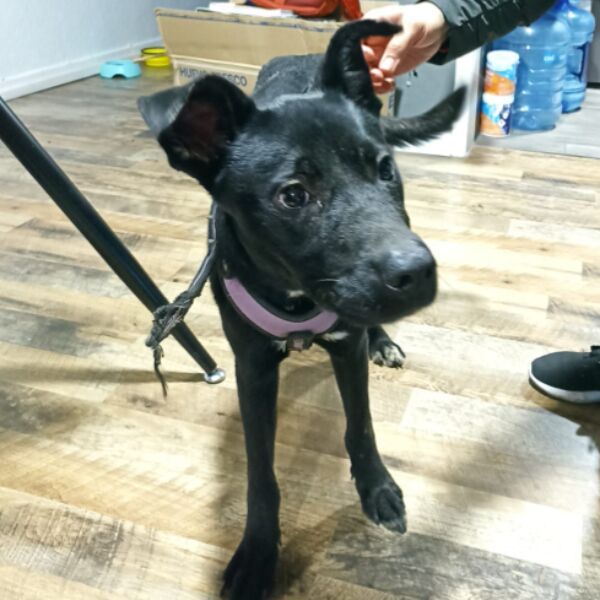 cartel de perro encontrado