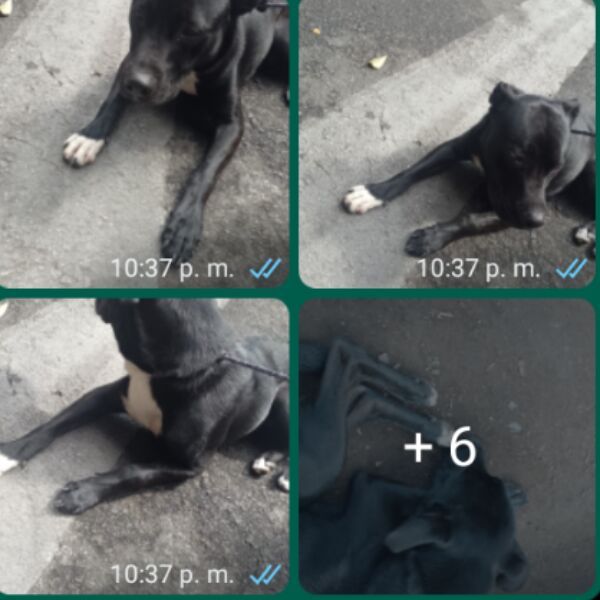 cartel de perro encontrado