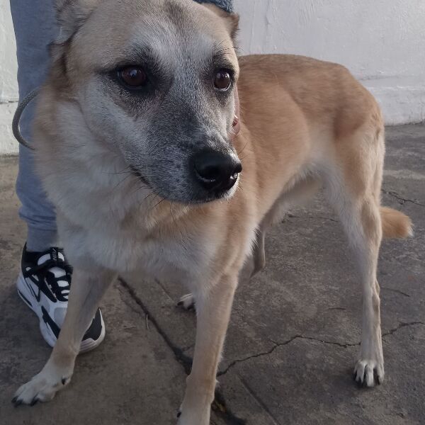 cartel de perro encontrado