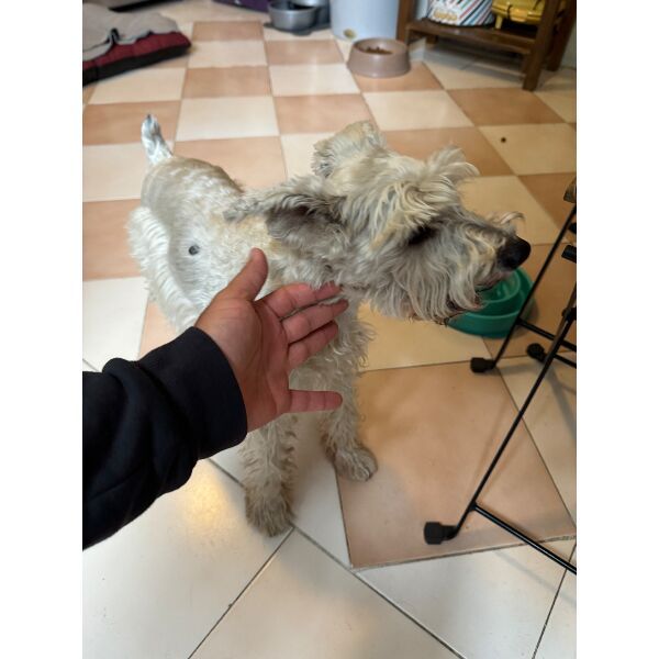 cartel de perro encontrado