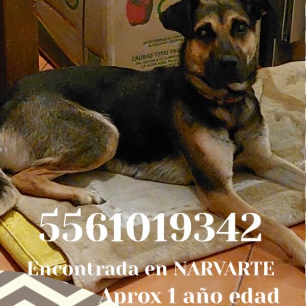 cartel de perro encontrado