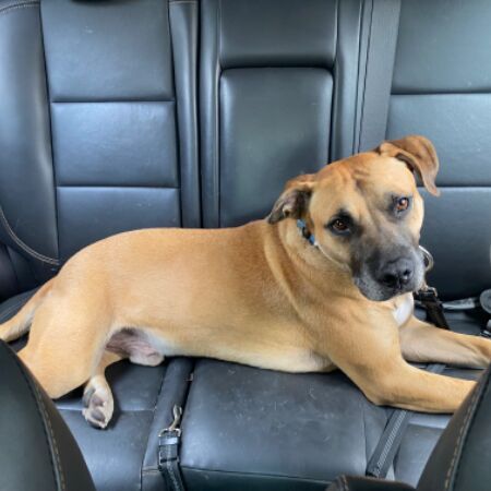 cartel de perro encontrado