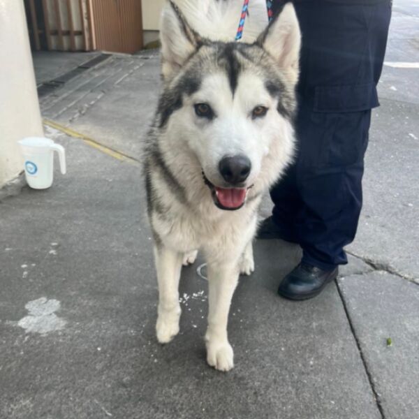 cartel de perro encontrado