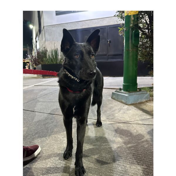 cartel de perro encontrado