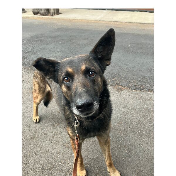 cartel de perro encontrado