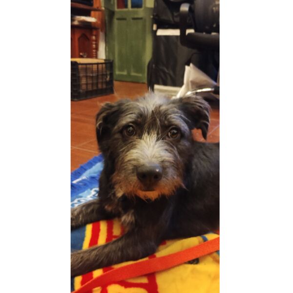 cartel de perro encontrado